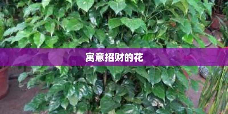 寓意招财的花