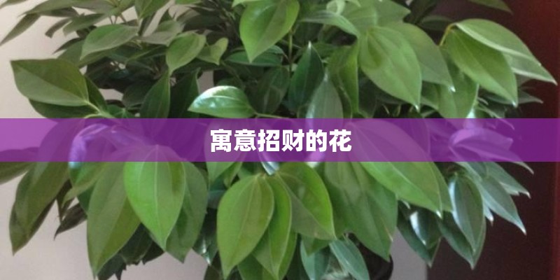 寓意招财的花