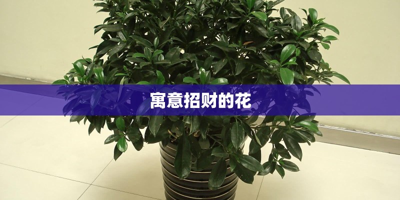 寓意招财的花