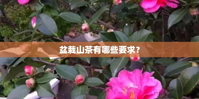 盆栽山茶有哪些要求？