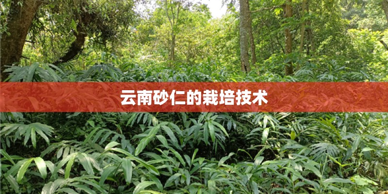云南砂仁的栽培技术