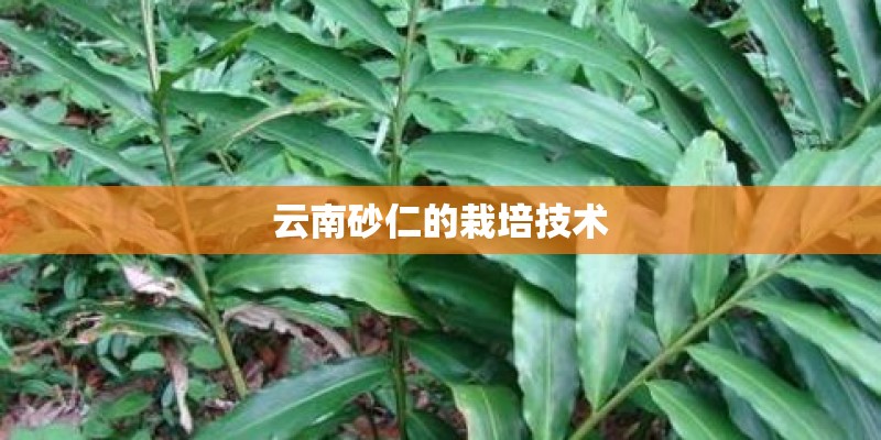 云南砂仁的栽培技术