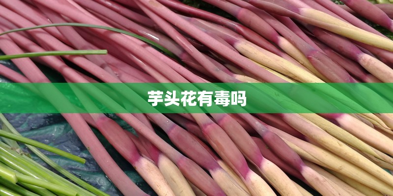 芋头花有毒吗