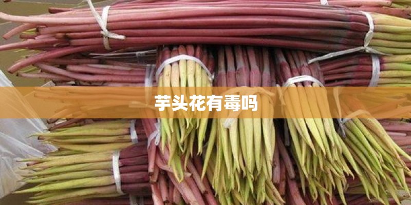 芋头花有毒吗