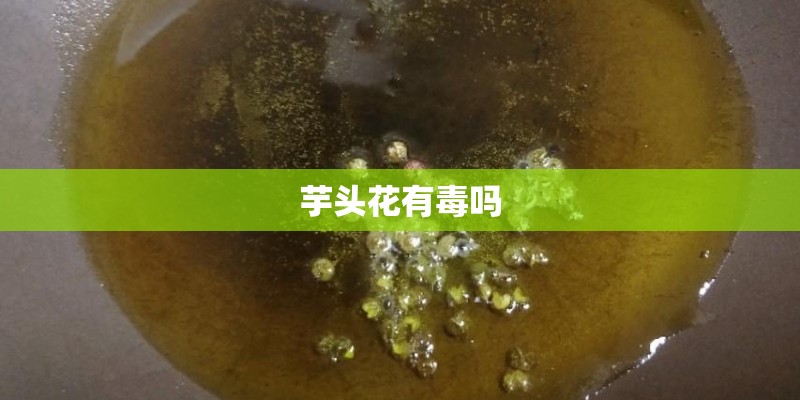 芋头花有毒吗