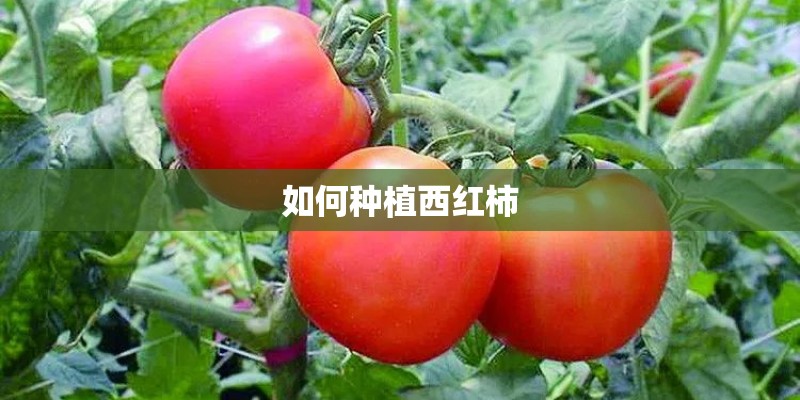 如何种植西红柿