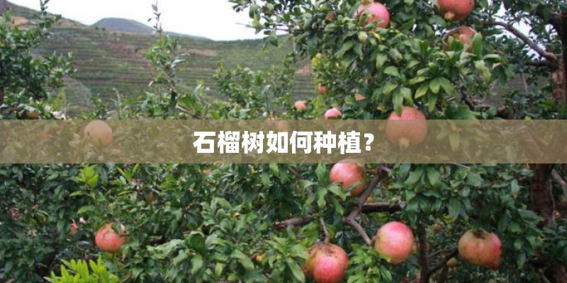 石榴树如何种植？