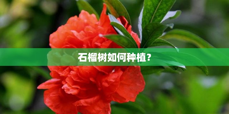 石榴树如何种植？