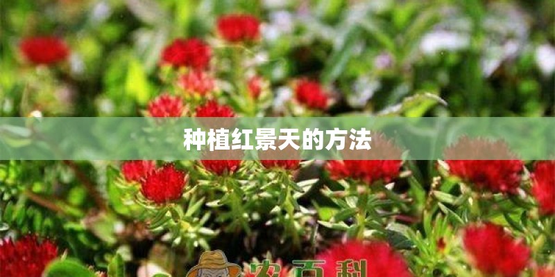 种植红景天的方法