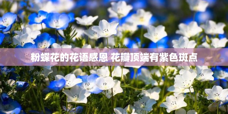 粉蝶花的花语感恩 花瓣顶端有紫色斑点
