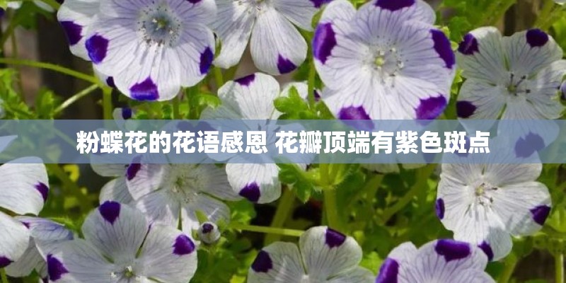 粉蝶花的花语感恩 花瓣顶端有紫色斑点