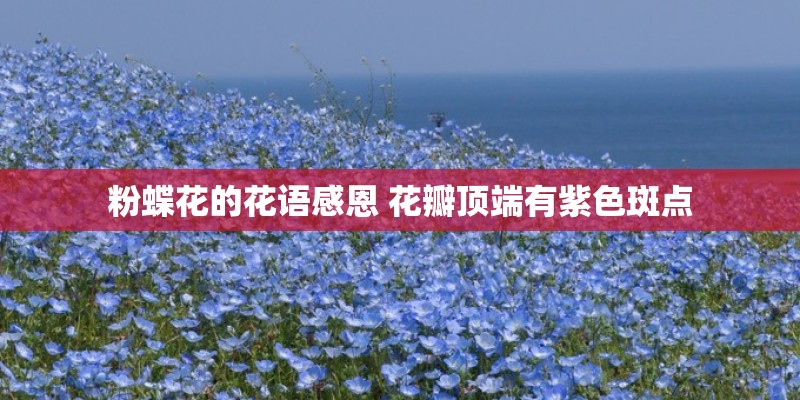 粉蝶花的花语感恩 花瓣顶端有紫色斑点