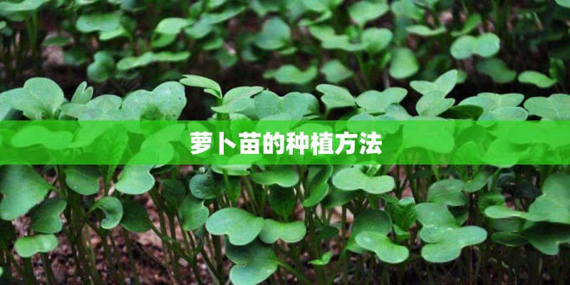 萝卜苗的种植方法