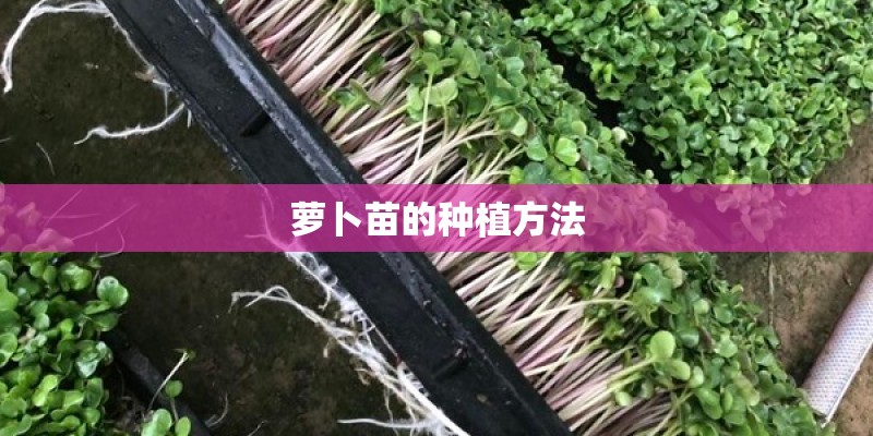 萝卜苗的种植方法