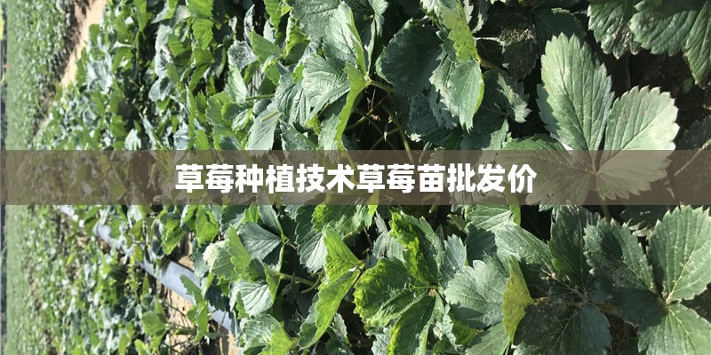 草莓种植技术草莓苗批发价