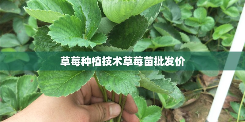 草莓种植技术草莓苗批发价