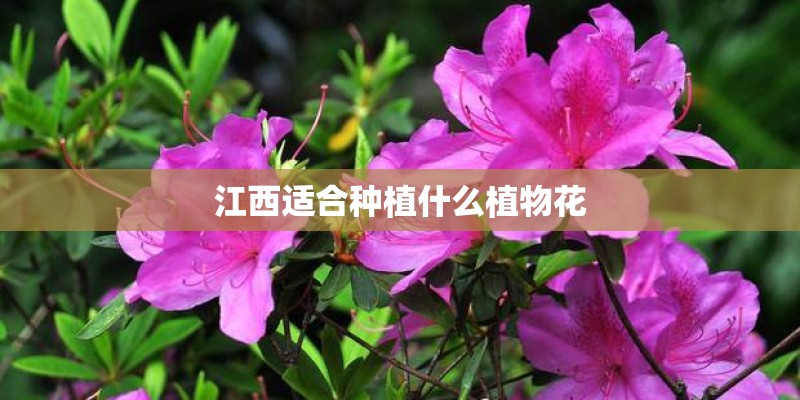 江西适合种植什么植物花