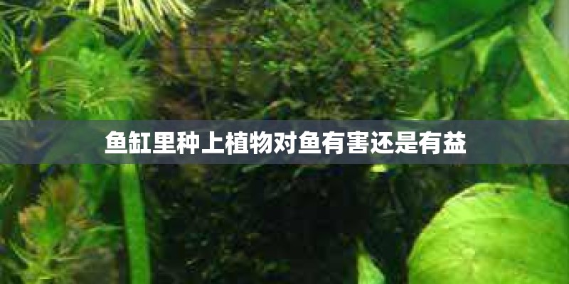 鱼缸里种上植物对鱼有害还是有益