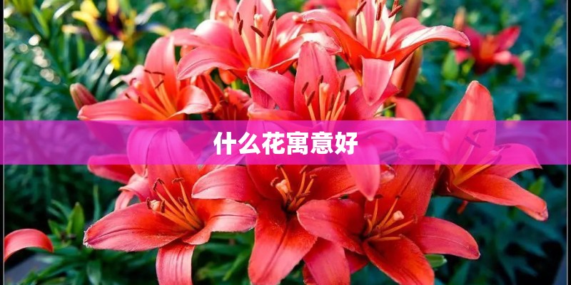 什么花寓意好