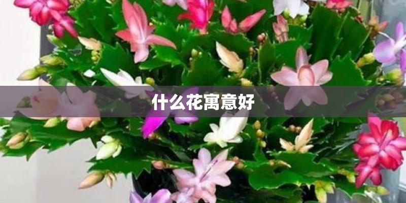 什么花寓意好