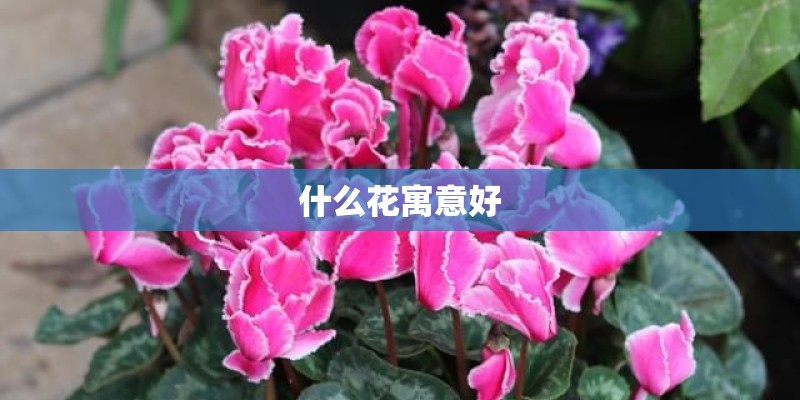 什么花寓意好