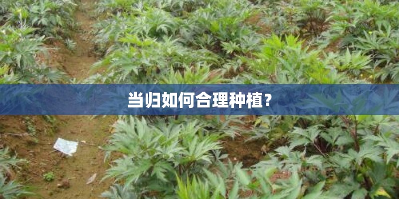 当归如何合理种植？