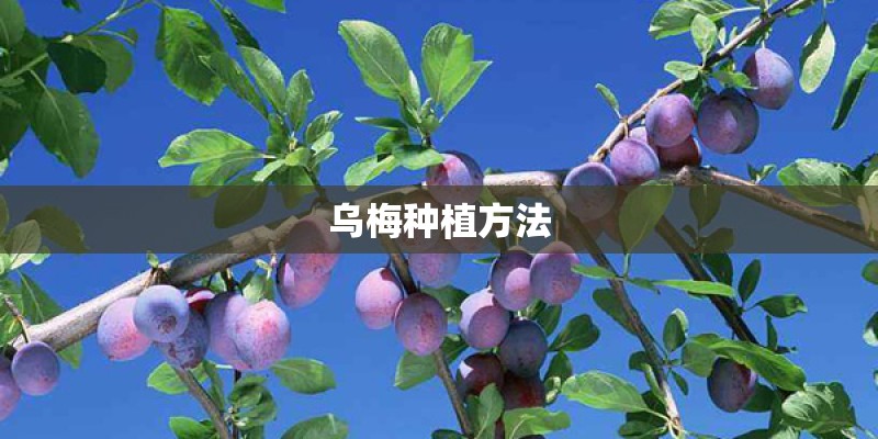 乌梅种植方法