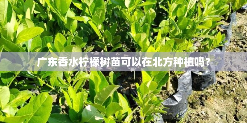 广东香水柠檬树苗可以在北方种植吗？