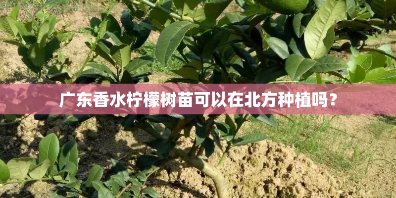 广东香水柠檬树苗可以在北方种植吗？
