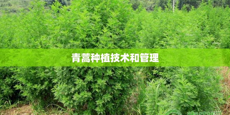 青蒿种植技术和管理