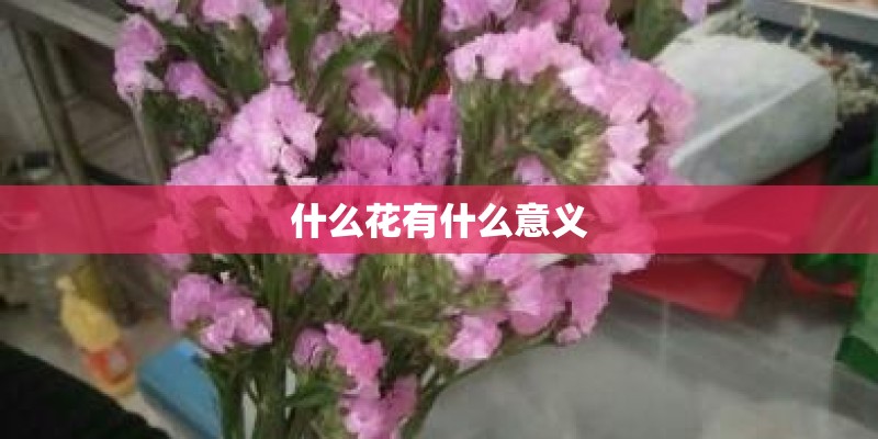 什么花有什么意义