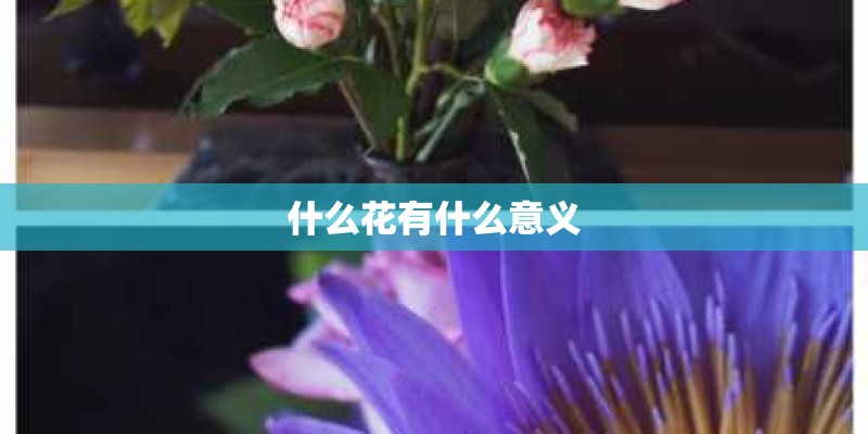 什么花有什么意义