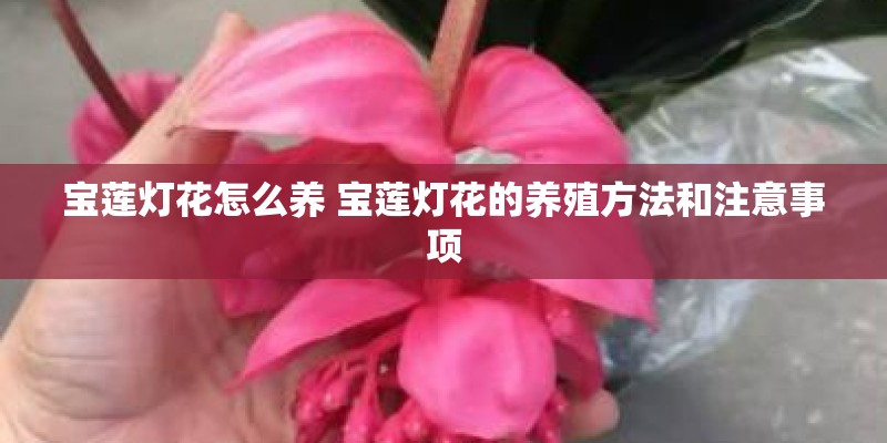 宝莲灯花怎么养 宝莲灯花的养殖方法和注意事项