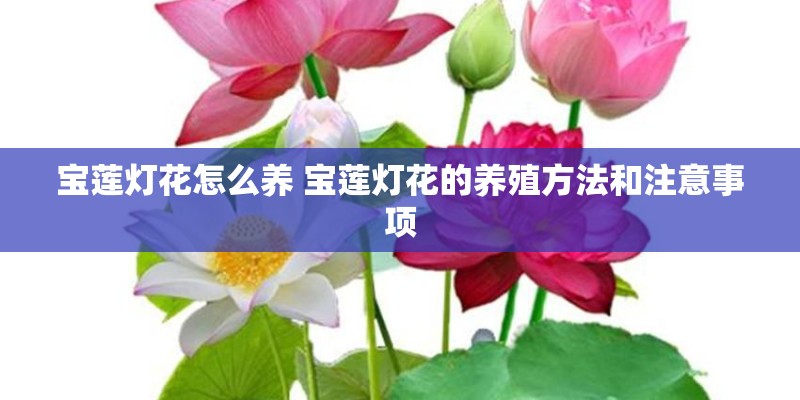 宝莲灯花怎么养 宝莲灯花的养殖方法和注意事项
