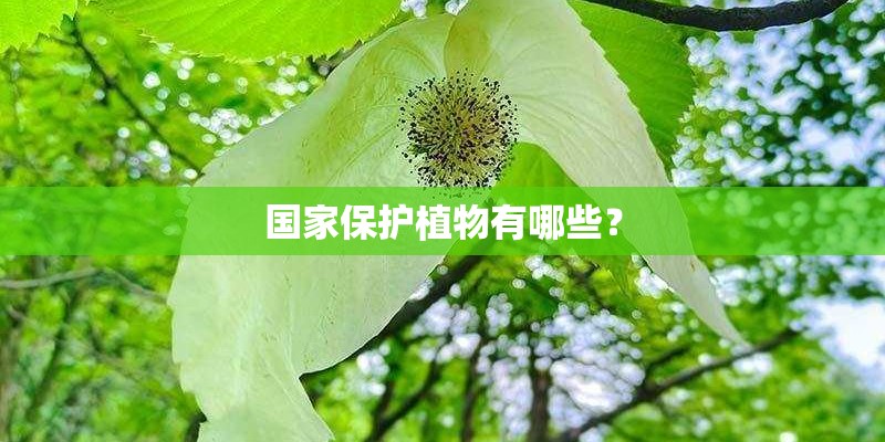 国家保护植物有哪些？