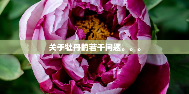 关于牡丹的若干问题。。。