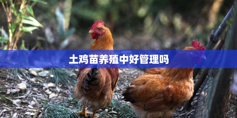 土鸡苗养殖中好管理吗