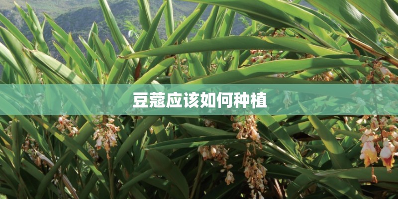 豆蔻应该如何种植