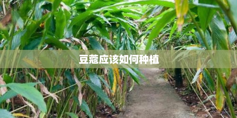 豆蔻应该如何种植