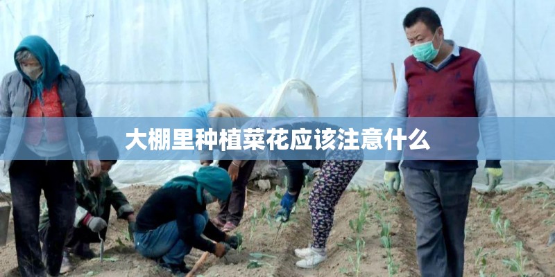 大棚里种植菜花应该注意什么
