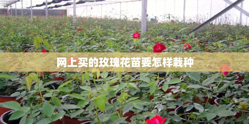 网上买的玫瑰花苗要怎样栽种