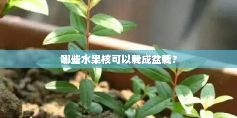 哪些水果核可以栽成盆栽？