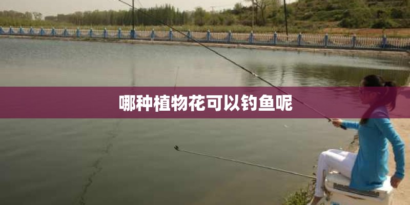 哪种植物花可以钓鱼呢