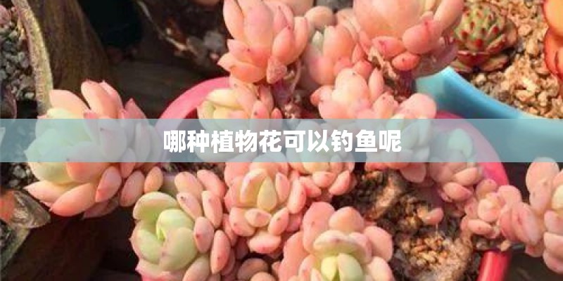 哪种植物花可以钓鱼呢