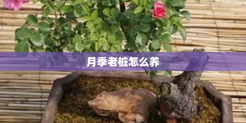 月季老桩怎么养