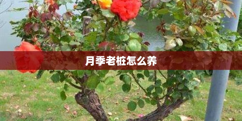 月季老桩怎么养