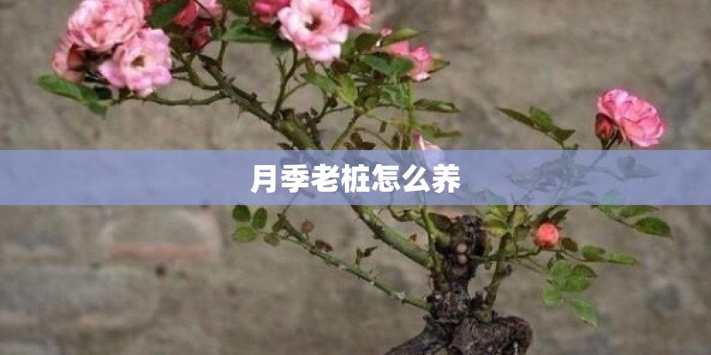 月季老桩怎么养
