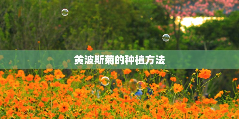 黄波斯菊的种植方法