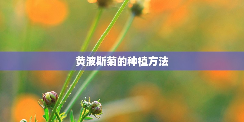 黄波斯菊的种植方法