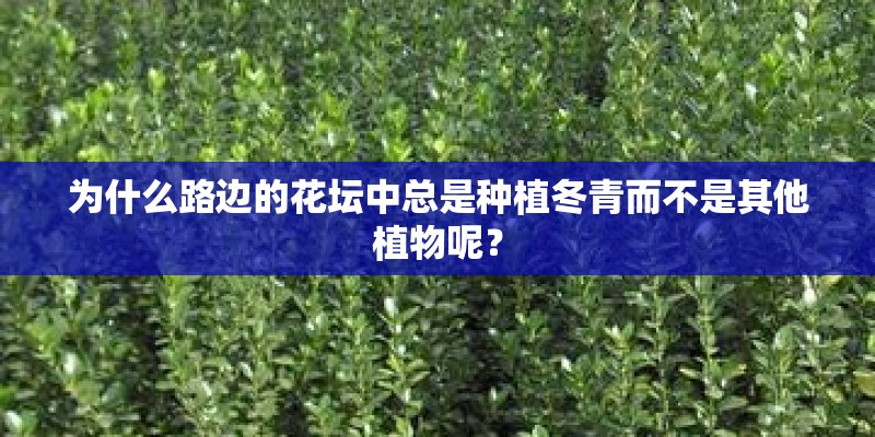 为什么路边的花坛中总是种植冬青而不是其他植物呢？